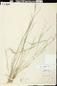 Aristida basiramea image