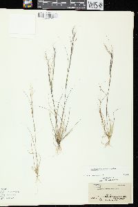 Aristida basiramea image