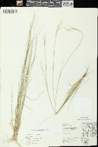 Aristida basiramea image