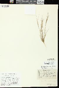 Aristida basiramea image