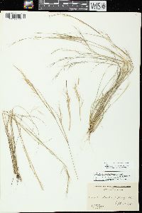 Aristida basiramea image