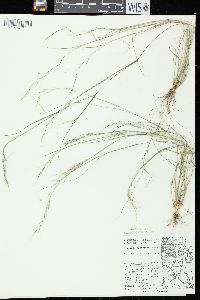 Aristida basiramea image