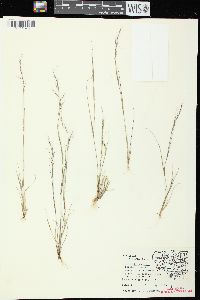 Aristida basiramea image