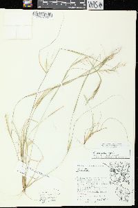 Aristida basiramea image