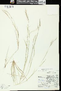 Aristida basiramea image