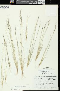 Aristida basiramea image