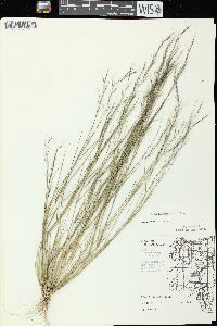 Aristida basiramea image