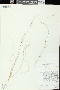 Aristida basiramea image