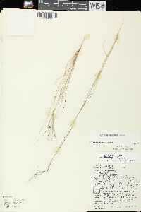 Aristida basiramea image