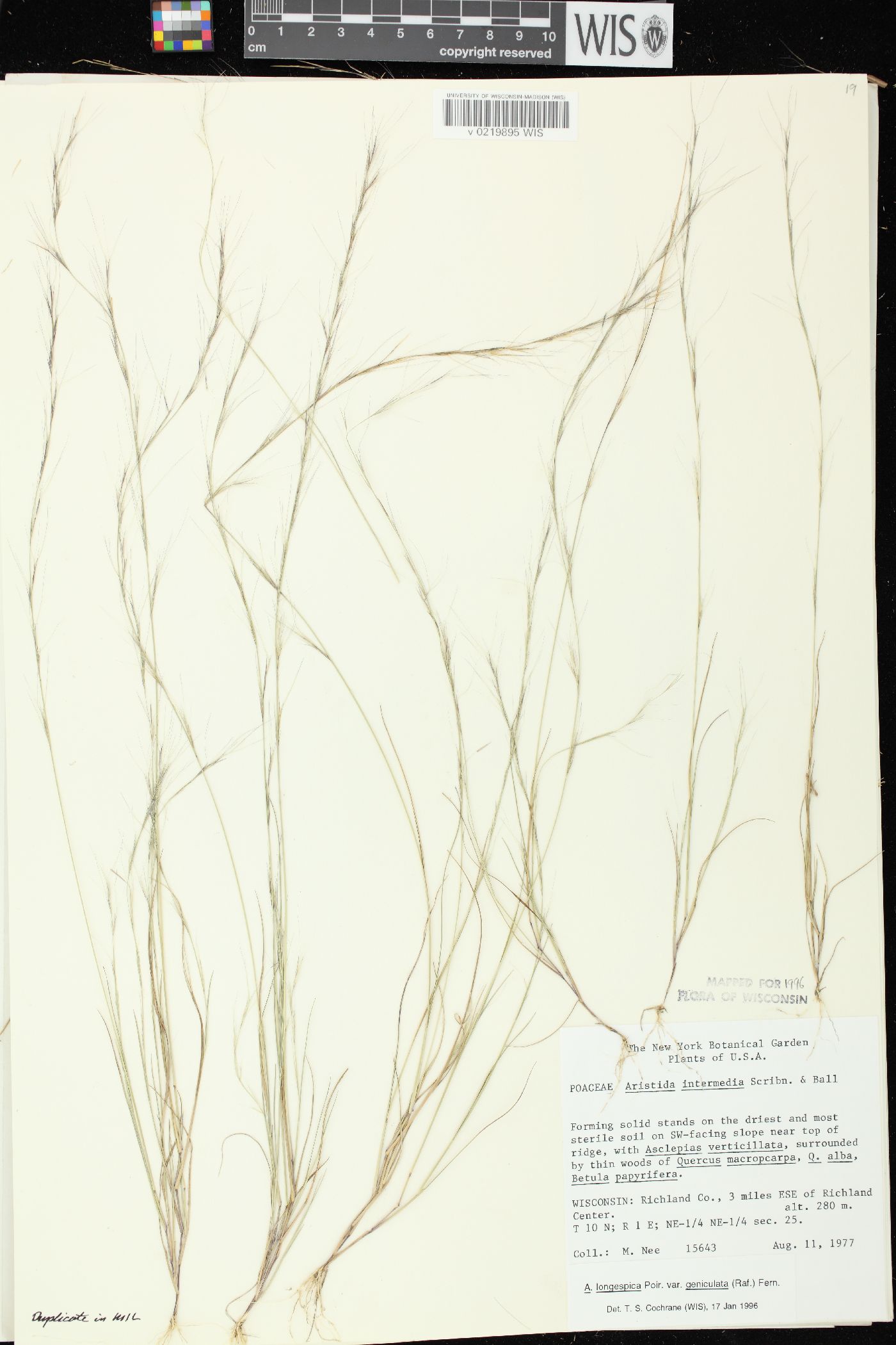 Aristida longespica var. geniculata image