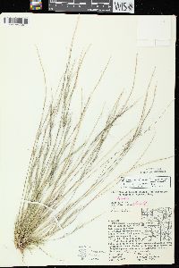 Aristida longespica var. geniculata image