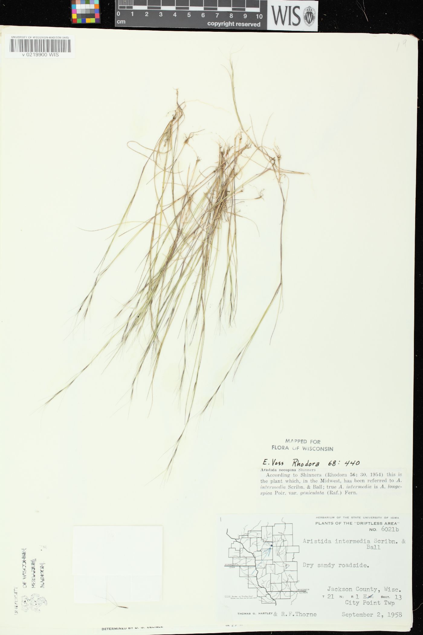 Aristida longespica var. geniculata image