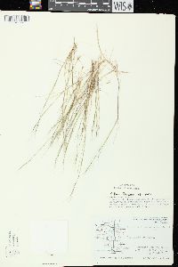 Aristida longespica var. geniculata image