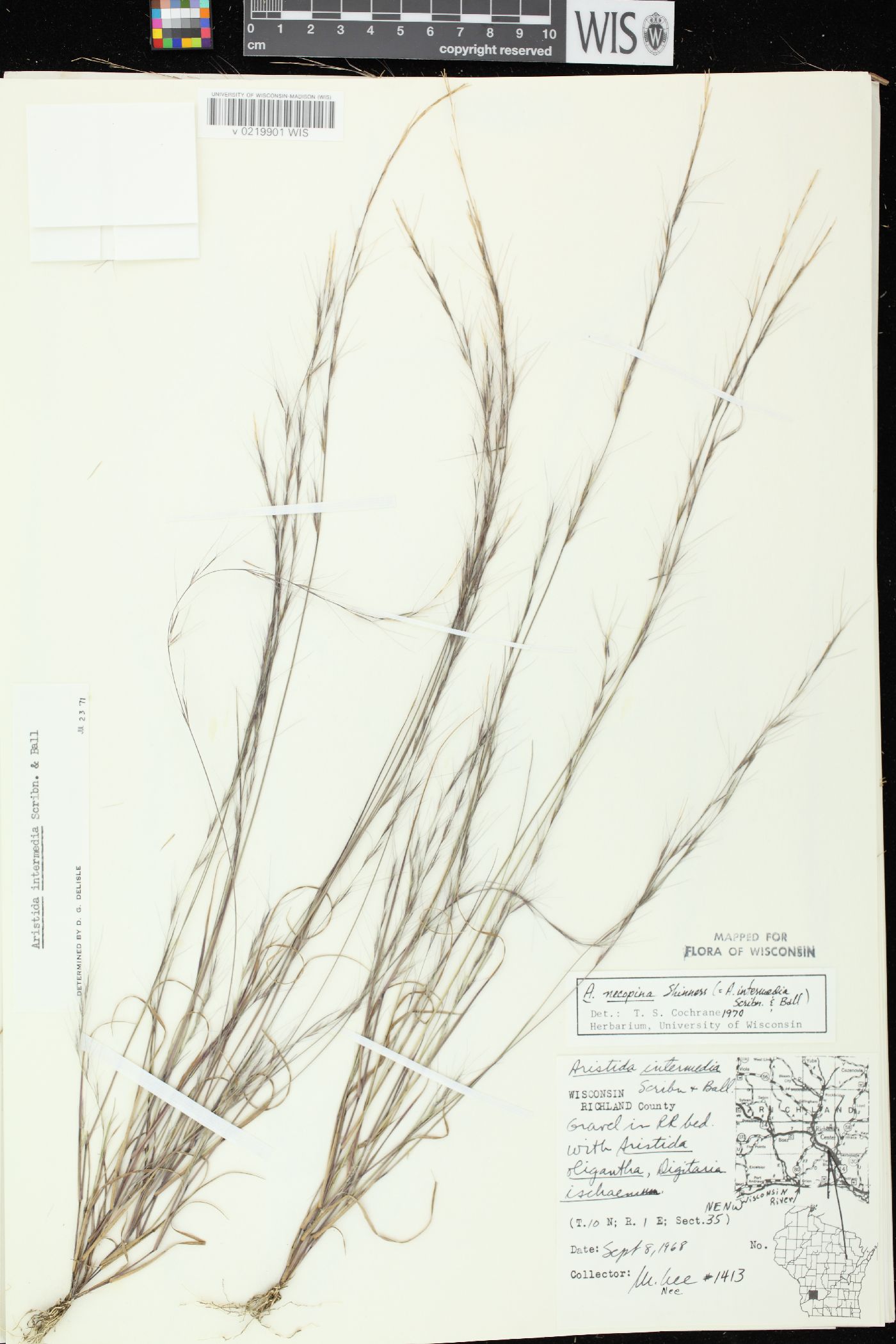 Aristida longespica var. geniculata image