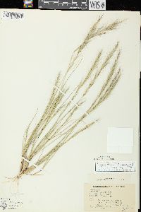 Aristida longespica image