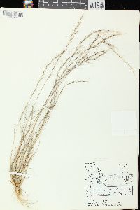 Aristida longespica var. geniculata image