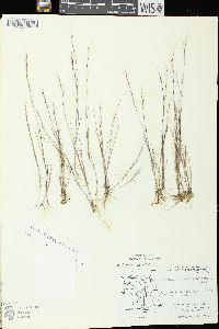 Aristida longespica image