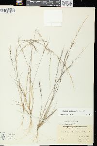 Aristida longespica image