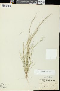 Aristida longespica image