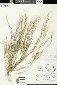 Aristida oligantha image