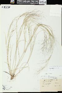 Aristida oligantha image