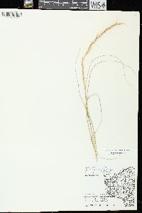 Aristida purpurascens var. purpurascens image