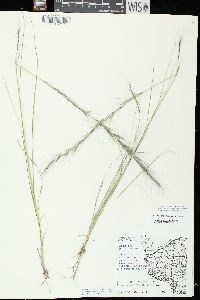 Aristida purpurascens var. purpurascens image