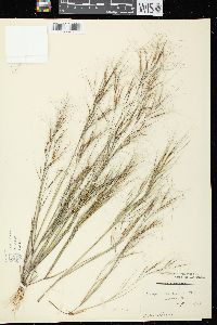 Aristida tuberculosa image