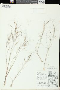 Aristida tuberculosa image