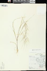 Aristida tuberculosa image