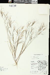 Aristida tuberculosa image