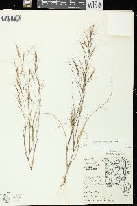 Aristida tuberculosa image