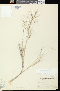 Aristida tuberculosa image