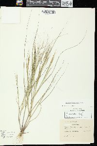 Aristida tuberculosa image