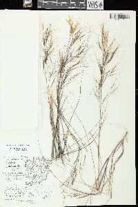 Aristida tuberculosa image