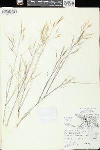 Aristida tuberculosa image