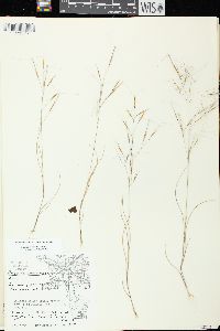 Aristida tuberculosa image