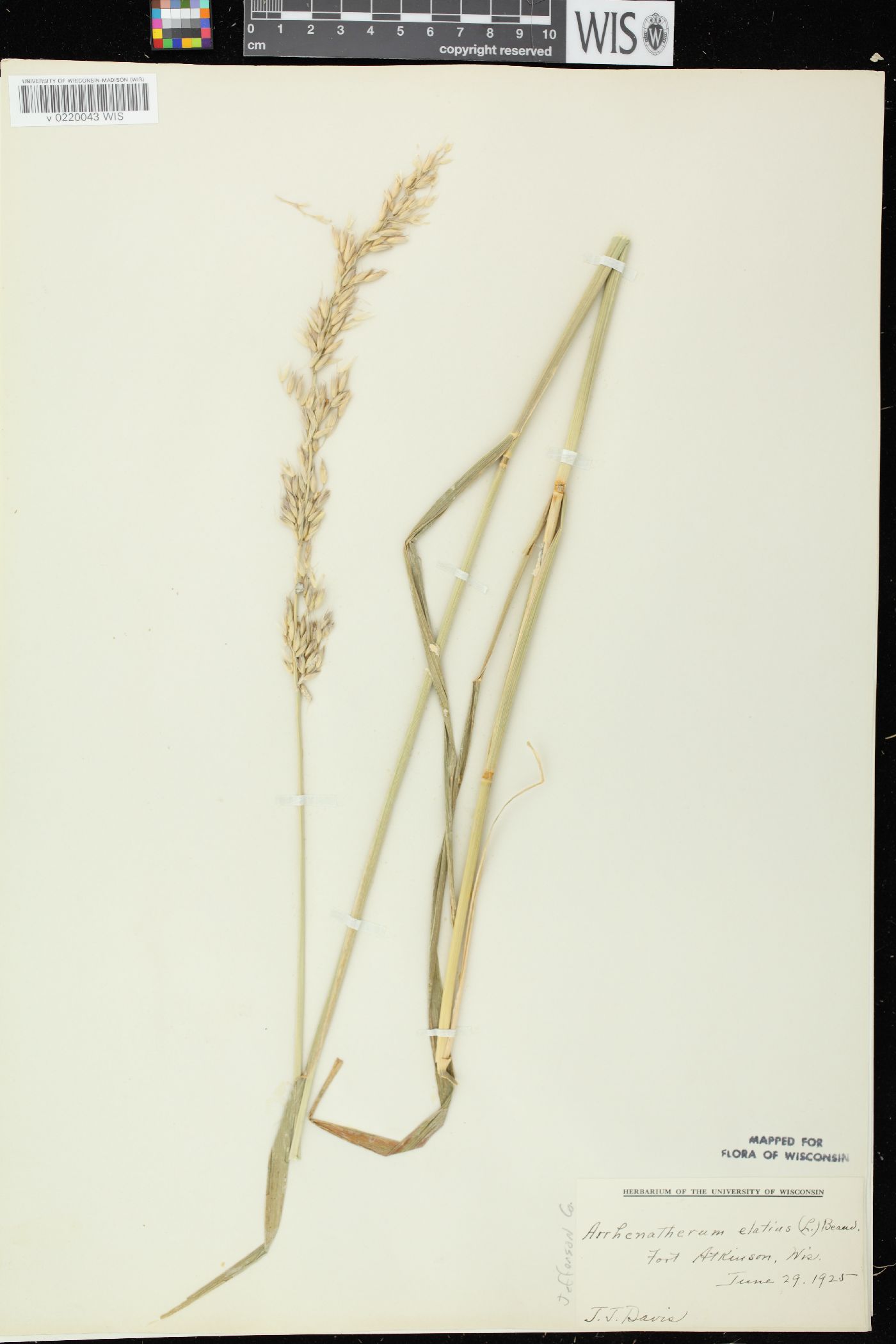 Arrhenatherum elatius var. elatius image