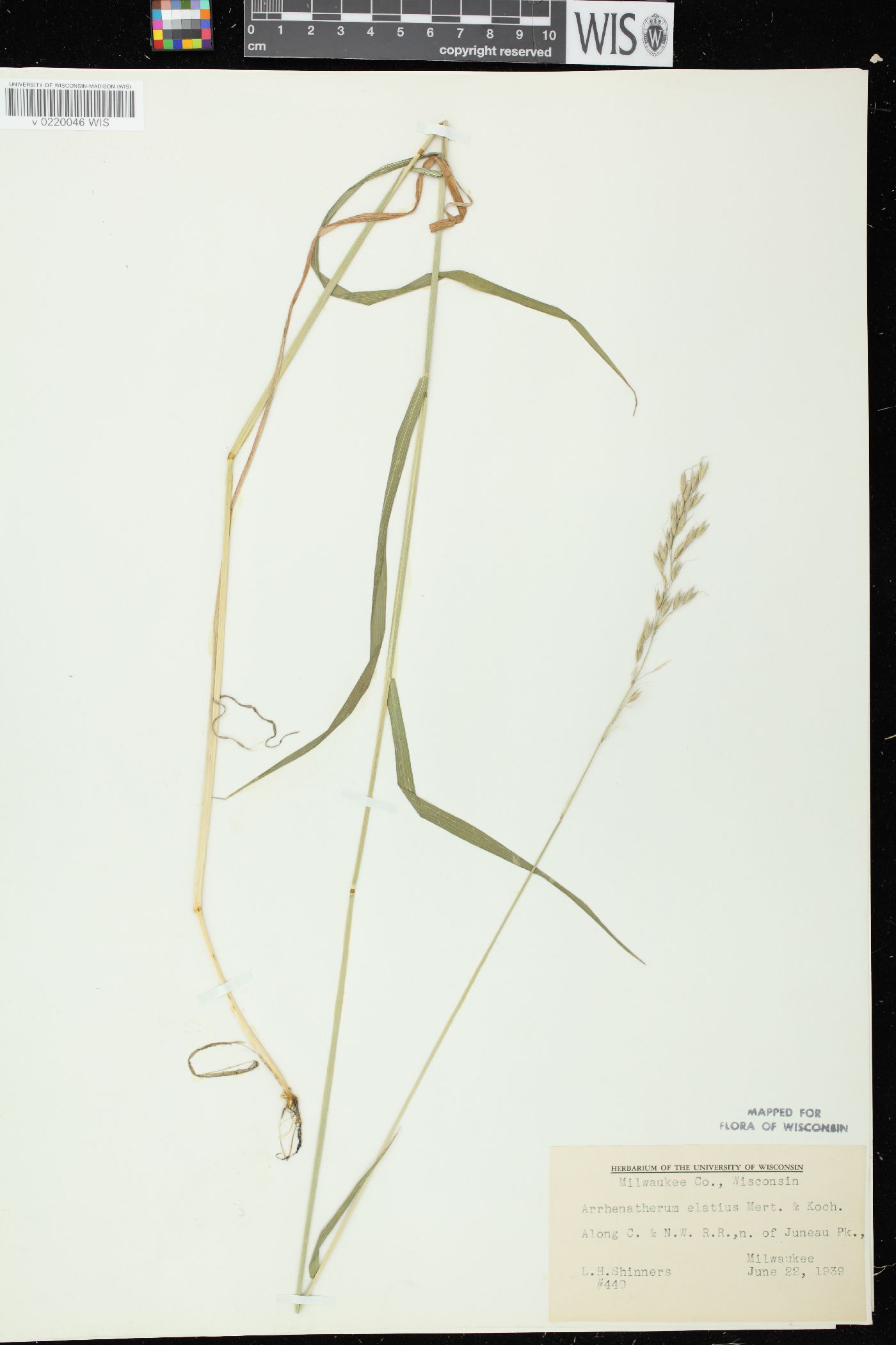 Arrhenatherum elatius var. elatius image