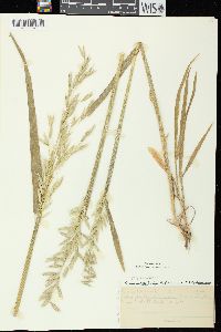 Avena sativa image