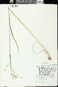 Avena sativa image