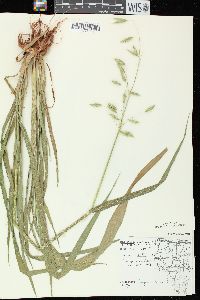 Avena sativa image