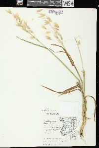 Avena sativa image