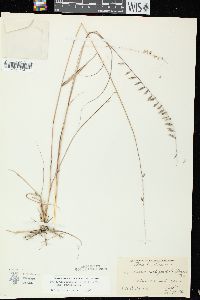 Bouteloua curtipendula var. curtipendula image