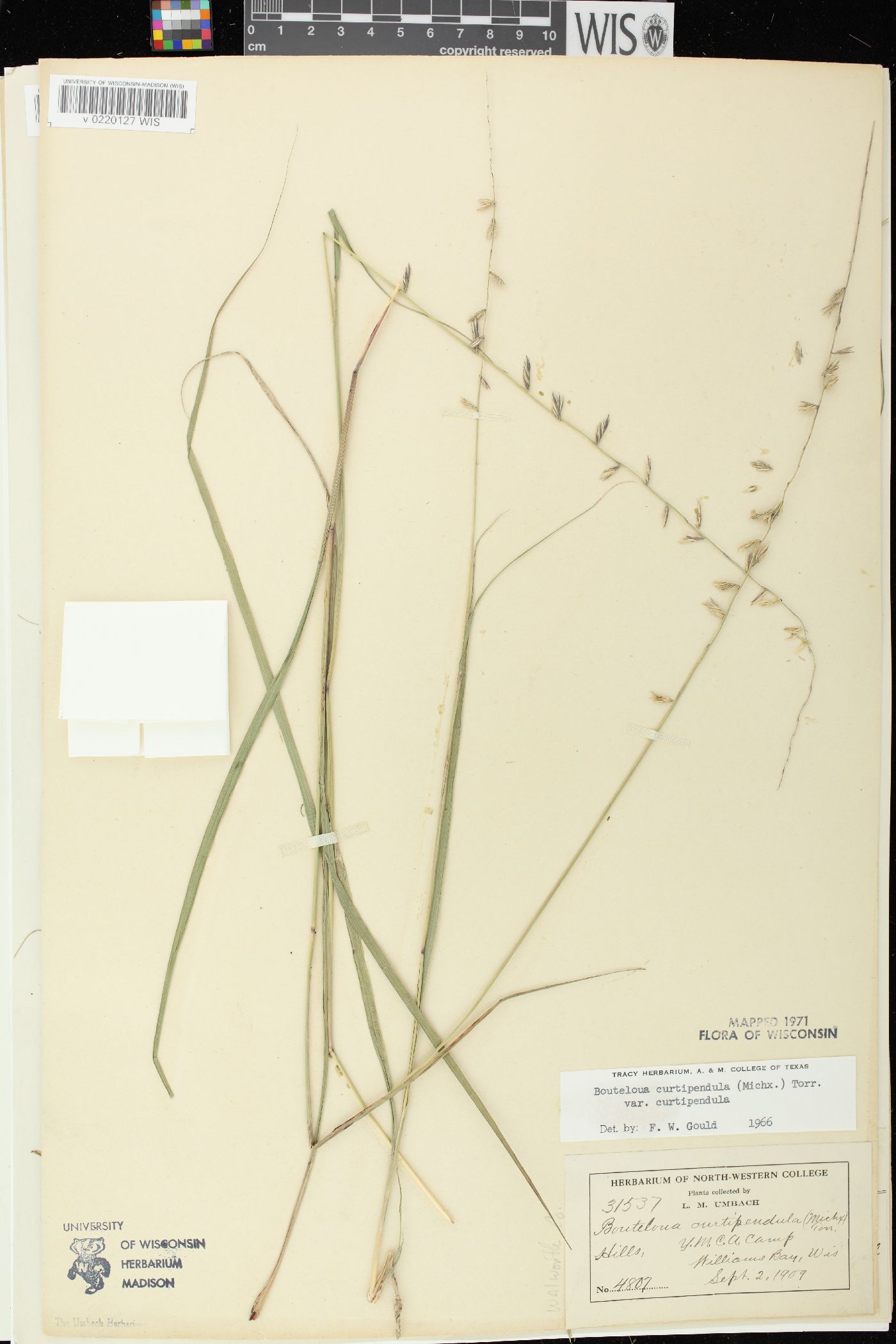 Bouteloua curtipendula var. curtipendula image