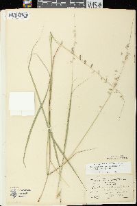 Bouteloua curtipendula var. curtipendula image