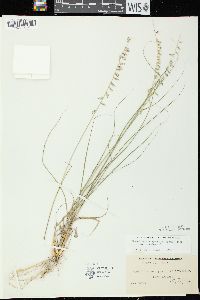 Bouteloua curtipendula var. curtipendula image