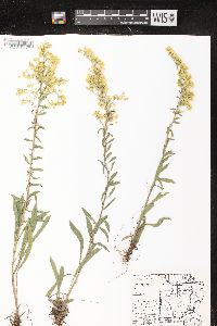 Solidago nemoralis var. nemoralis image