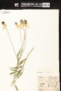 Ratibida pinnata image