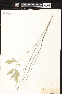 Ratibida pinnata image